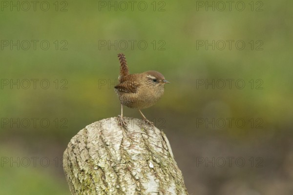 Wren standing on tree stump looking right