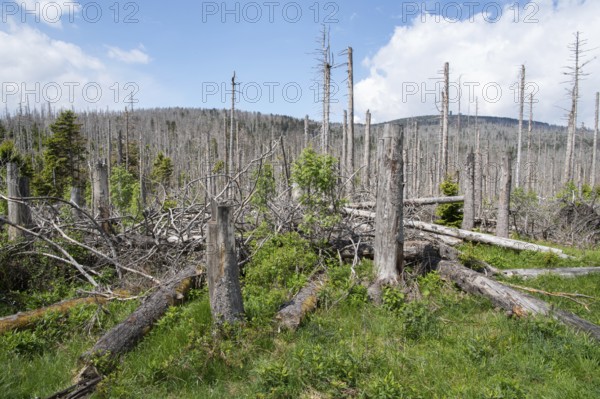 Spruce monoculture, standing and lying dead spruces after bark beetle infestation at the Brocken, incipient natural regeneration, Harz National Park, Germany, Europe
