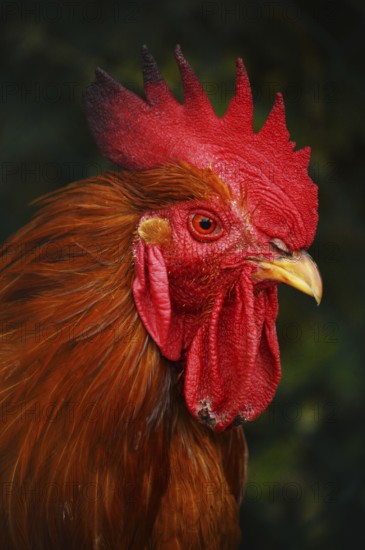 Rooster in traditional free range poultry farming