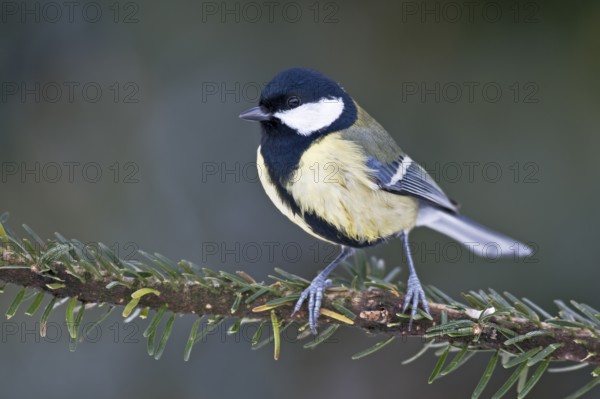 Great Tit (Parus major), the female lays around 12 eggs and incubates them alone (Photo adult bird)