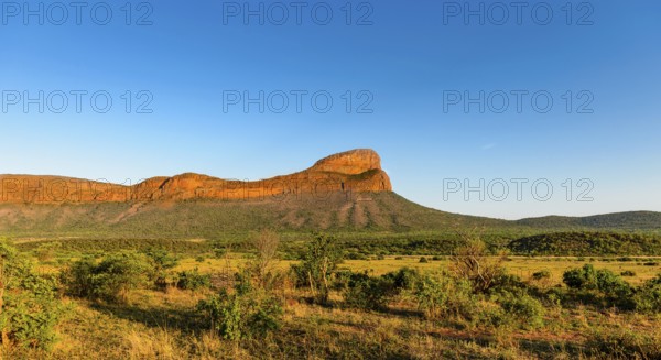 Vast savannah landscape with a striking mountain under a clear blue sky, Waterberg, Limpopo, South Africa, Africa