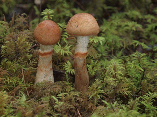 Cortinarius armillatus, commonly known as the red-banded cortinarius, is a late summer and autumn fungus usually found in moist coniferous forests, especially spruced ones