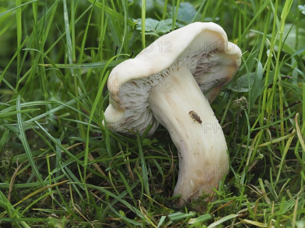 commonly known as St. George's mushroom (Calocybe gambosa), is an edible mushroom that grows mainly in fields, grass verges and roadsides