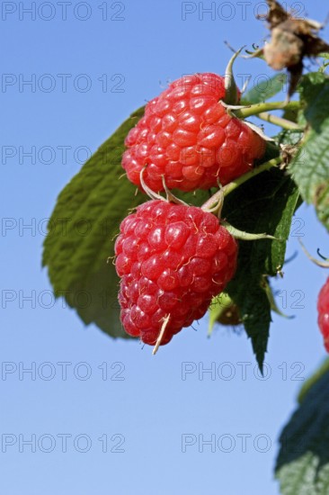 Raspberries (rubus idaeus), Normandy