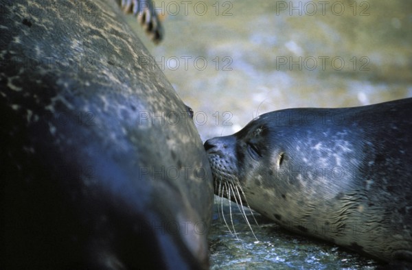 Harbour Seal (phoca vitulina), Female with Pup suckling