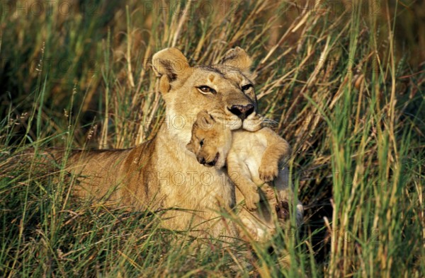 African Lion (panthera leo), Mother carrying Cub in its Mouth, Masai Mara Park in Kenya