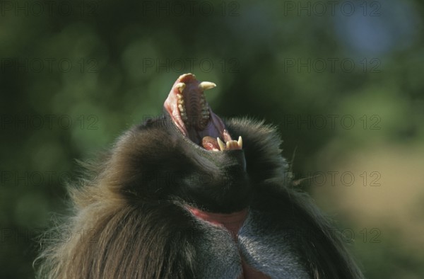 Gelada Baboon (theropithecus gelada), Portrait of Male Calling, with Open Mouth