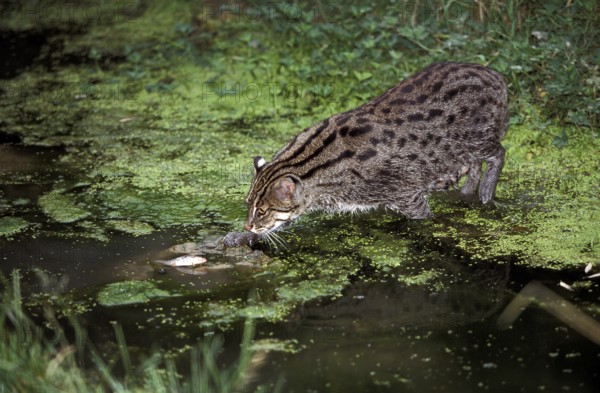 Fishing Cat (prionailurus viverrinus), Adult in Water, Fishing