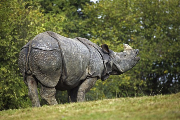 Indian rhinoceros (rhinoceros unicornis), adult Flehming
