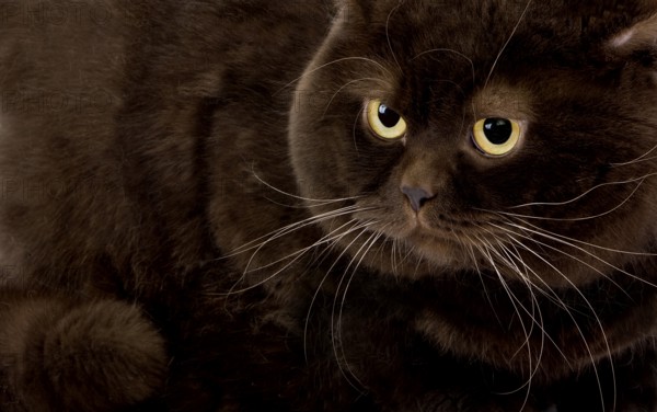 Chocolate British Shorthair Domestic Cat, Male