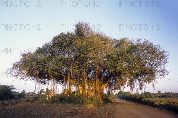 Indian Banyan tree (Ficus Benghalensis Linn) banyan fig, Tamil Nadu, South India, India, Asia