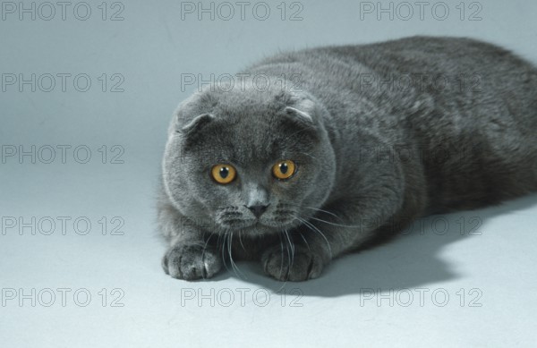 Scottish Fold, Cat, blue