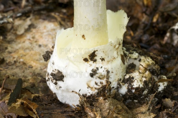 Amanita phalloides (Amanita phalloides), tuber leaf fungus