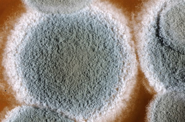 Mold cultures grow on substrate, mold culture, mold