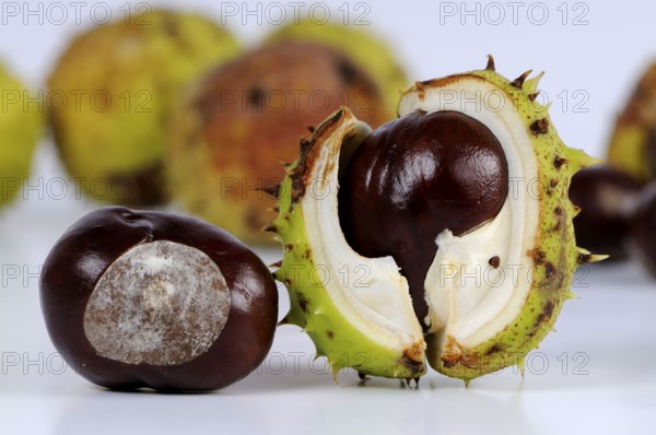 Horse chestnut (Aesculus hippocastanum), chestnut tree