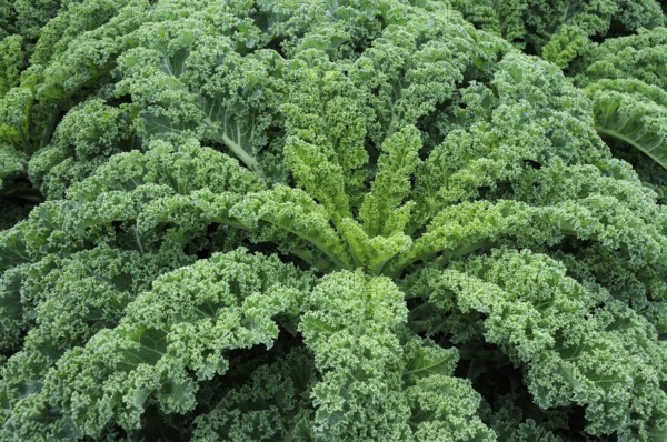 Kale (Brassica oleracea)