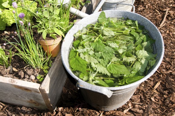 Herbal swill with stinging nettle (Urtica dioica), stinging nettle, stinging nettle swill, herbal swill