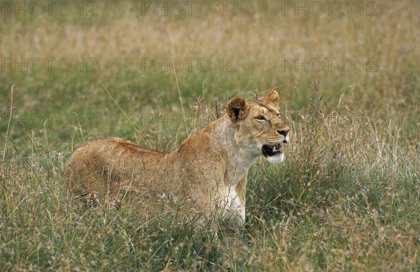 AFRICAN LION (panthera leo), FEMALE LOOKING OUT IN LONG GRASS