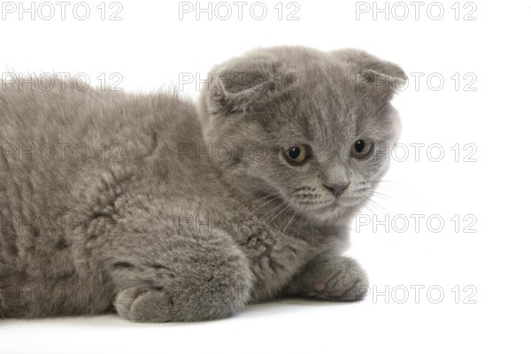 Blue Scottish Fold Domestic Cat, 2 Months old Kitten standing against White Background
