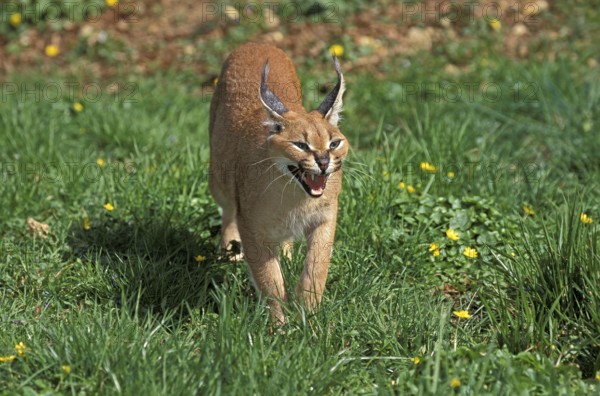 Caracal (caracal caracal), Adult Snarling in Defensive Posture
