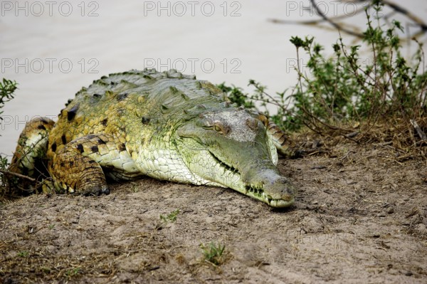 Orinoco Crocodile (crocodylus intermedius), Adult emerging from Water, Los Lianos in Venezuela