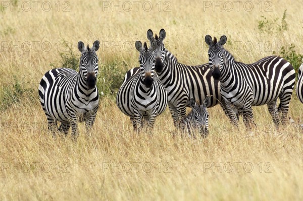 Burchell's Zebra (equus burchelli), Herd at Masai Mara Park in Kenya
