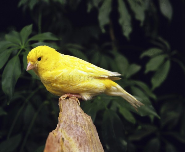 Border Canary (serinus canaria), Adult standing on Stone