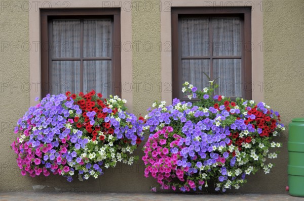 Baden-Württemberg, Black Forest Petunias at the window outside