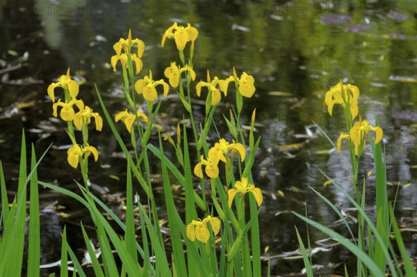 Marsh iris by the pond, Marsh iris, Yellow iris (Iris pseudacorus)