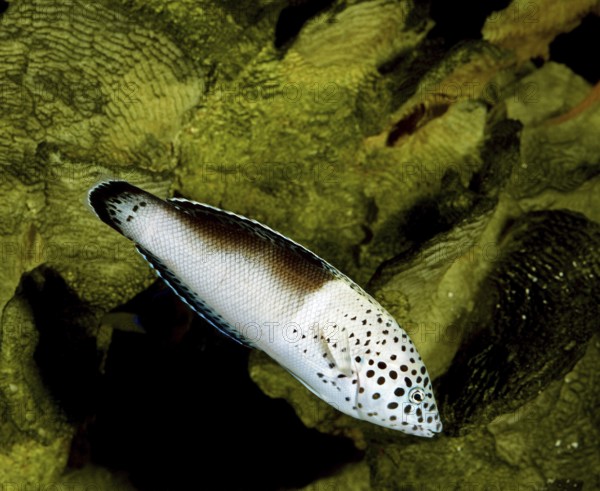Mirror spot wrasse, Mirror spot wrasse, Other animals, Fish, Animals, Wrasse, CORIS CLOWN WRASSE (coris aygula), ADULT