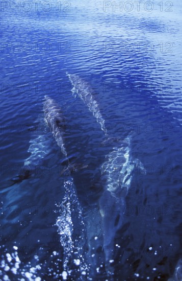 Group of dophins in Mexico