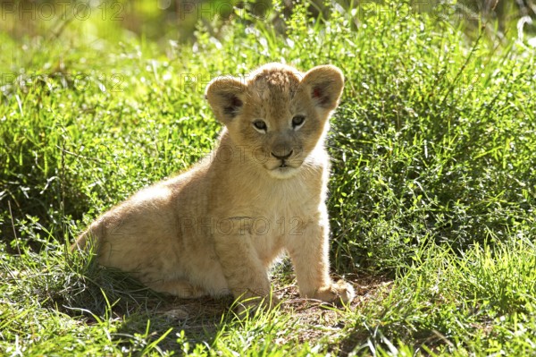 African lion (panthera leo), young sitting on grass