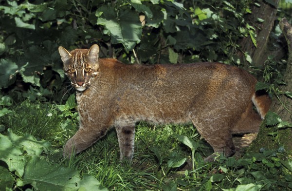 Asian golden cat or temmink cat, catopuma temmincki, adult