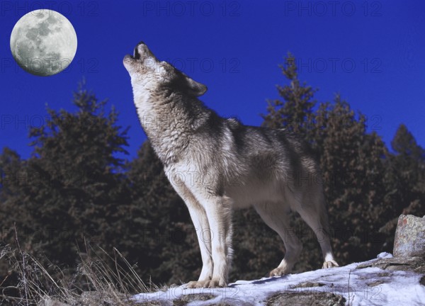 European Wolf (canis lupus), Adult Howling at the Moon