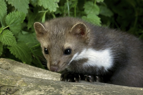 Beech marten (martes foina), young on stump