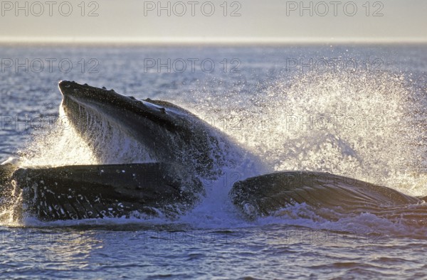Humpback whale (megaptera novaeangliae), group bubble net feeding, open mouth to catch krill, Alaska