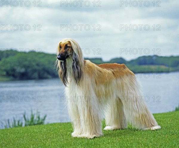 Afghan hound, adult standing by the lake