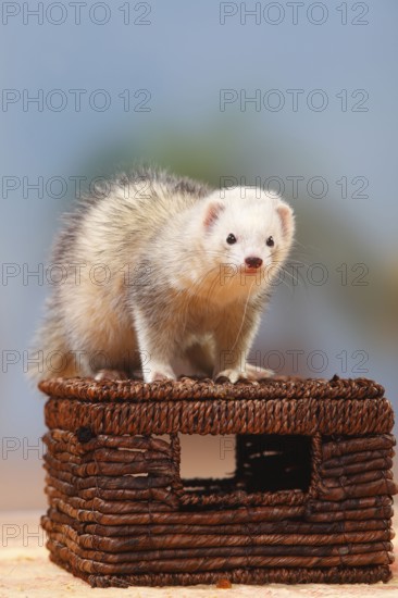 Ferret (Mustela putorius forma domestica)