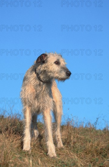Irish Wolfhound, Irish Wolfhound (animals) (greyhound) (mammals) (mammals) (domestic dog) (domestic animal) (pet) (outside) (outdoor) (meadow) (adult) (frontal) (head-on) (from the front) (standing) (standing)