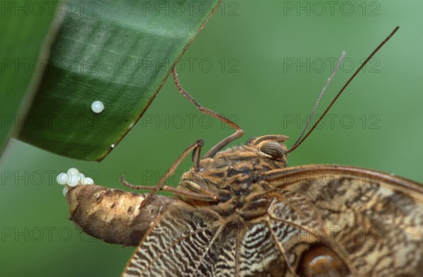 Owl Butterfly, female, lying pale owl (Caligo memnon), Owl butterfly, female, laying eggs, side, side