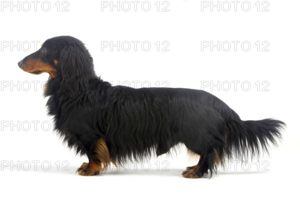 Longhair dachshund, black-red, male, dachshund, dachshund, lateral