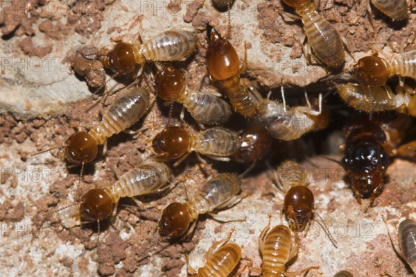 Termites, Mooi River Falls, KwaZulu Natal, South Africa, Africa