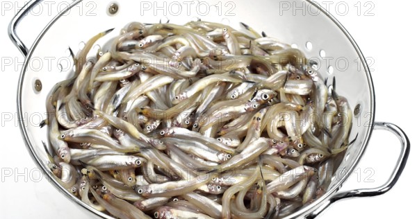 Fresh Smelts (osmerus eperlanus) into Dish Drainer against White Background