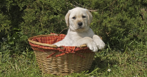 Yellow Labrador Retriever, Puppy Playing in a Basket, Normandy