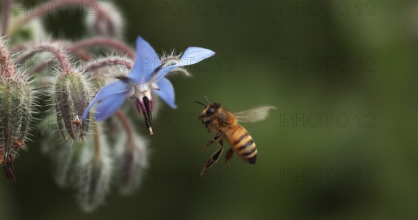 European Honey Bee (apis mellifera), Bee foraging a borage Flower, Insect in Flight, Pollination Act, Normandy