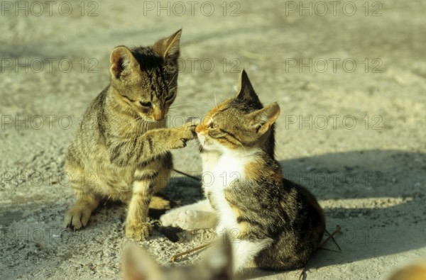Young domestic kittens, Lesvos, Greece, Europe