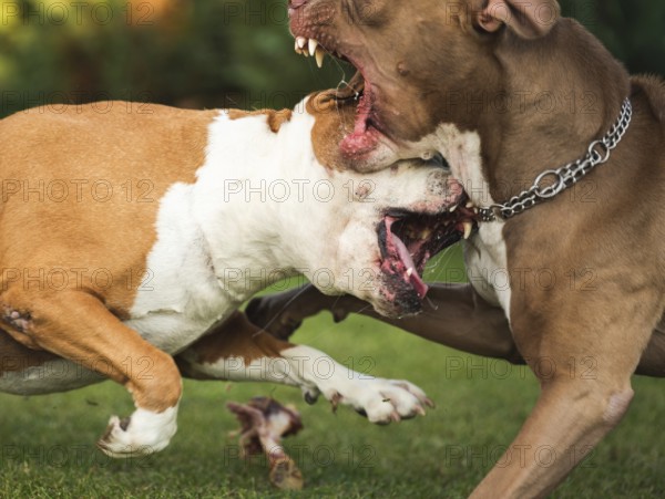 Two dogs amstaff terrier fighting over food. Young and old dog agressive behaviour. Canine theme