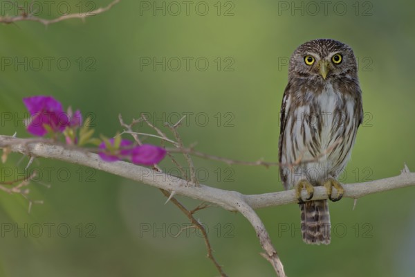 Ferruginous pygmy owl (Glaucidium brasilianum), Corozal district, Belize, Central America