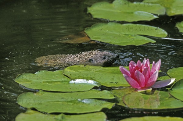 European Hedgehog (erinaceus europaeus), Adult crossing Pond, Normandy