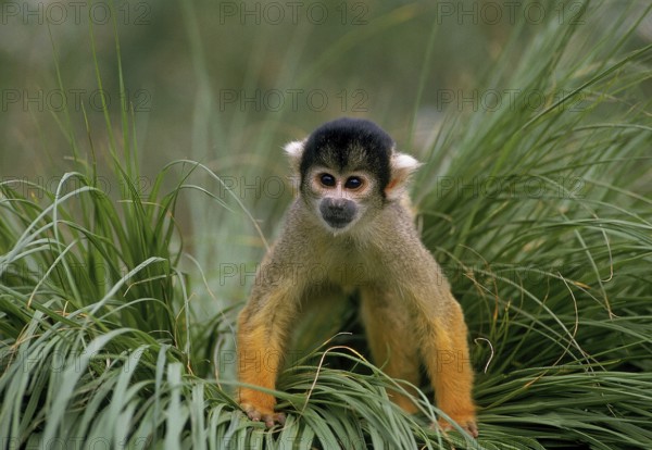 Squirrel Monkey (saimiri sciureus), Adult in Long Grass